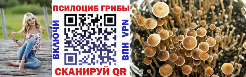 Купить где  Ессентукская  Галлюциногенные грибы Psilocybine cubensis 